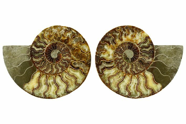 Cut & Polished Crystal-Filled Ammonite Fossil - Madagascar #362380